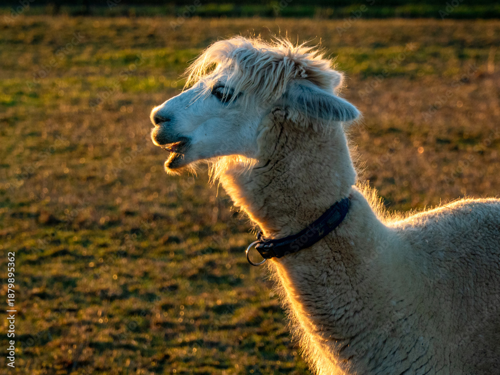 Obraz premium Lama auf einer Weide