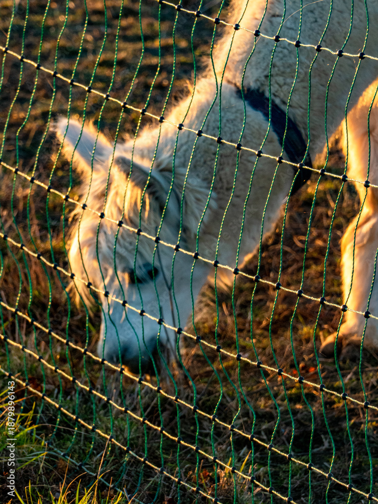 Obraz premium Lama auf einer Weide