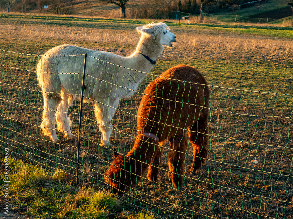 Obraz premium Lama auf einer Weide