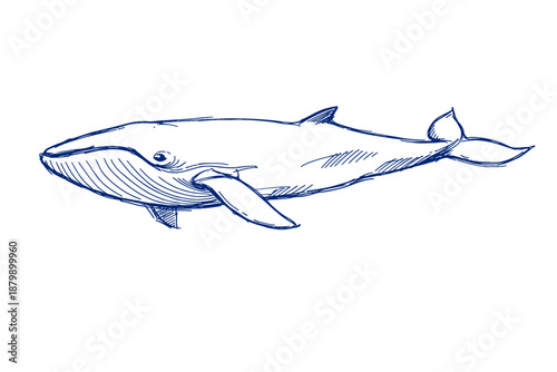 Hand-drawn blue whale sketch on white background
