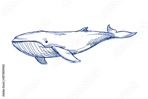 Blue ink sketch of a whale in profile view with detailed fin and tail features