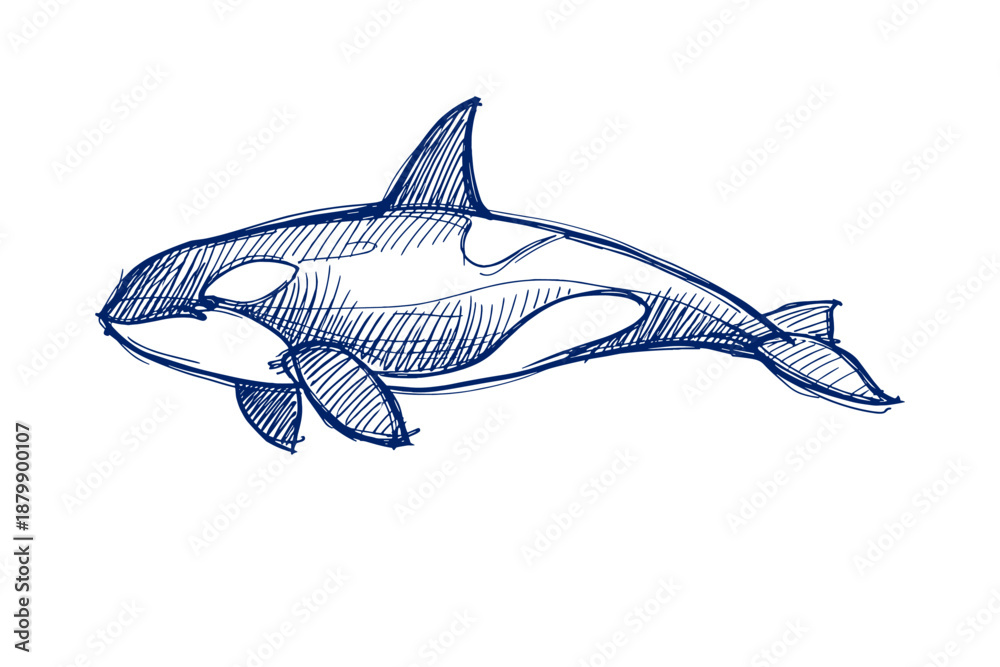 Obraz premium Hand-drawn orca sketch capturing oceanic wildlife grace and power