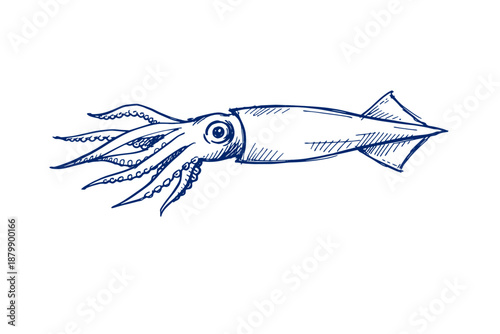 Hand-drawn squid illustration: detailed blue ink sketch of marine creature