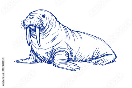 Detailed sketch of a walrus with tusks in blue ink