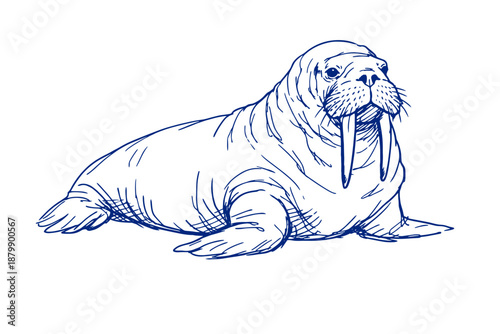 Detailed blue line drawing of a walrus with tusks on white background