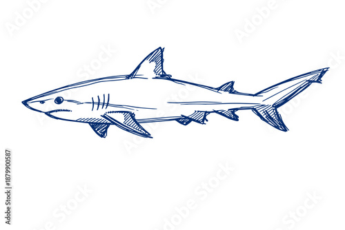 Hand-drawn blue shark sketch on white background