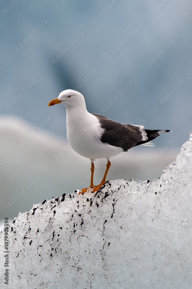 Obraz premium A seagull is sitting on a piece of glacial ice.