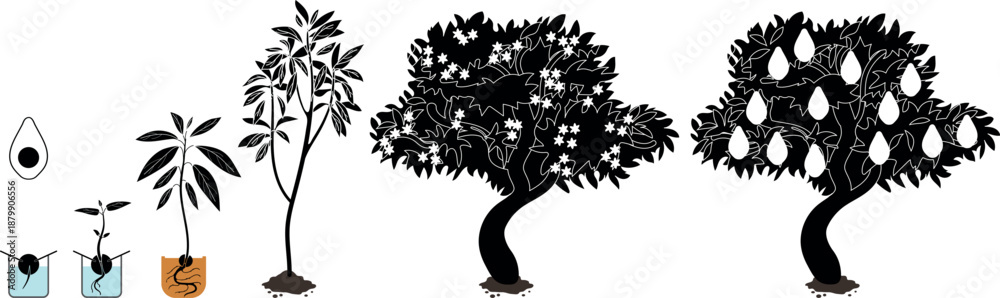 Fototapeta premium Black silhouette of life cycle of avocado (Persea americana) plant isolated on white background. Growth stages from seed to sprout and mature fruit-bearing tree