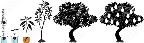 Black silhouette of life cycle of avocado (Persea americana) plant isolated on white background. Growth stages from seed to sprout and mature fruit-bearing tree