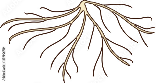 Root isolated on white background