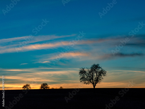 Kahler einzel stehender Obstbaum im Winter