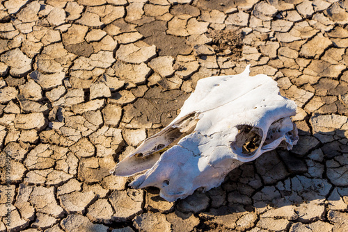Cráneo en el desierto  árido 