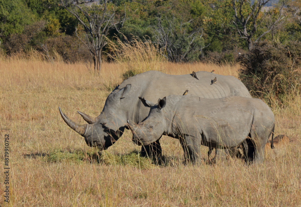Obraz premium A close-up photo of an adult female white rhino with her baby close by, at a private game reserve in South Africa.