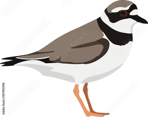 A simplified graphic representation of a small shorebird with brown upperparts