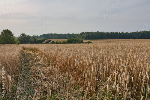 Path through wheat field in rural countryside in summer