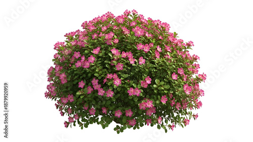 Vibrant pink flower bush isolated on transparent background