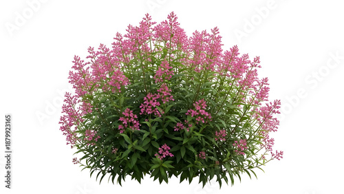 Pink flower bush isolated on transparent background