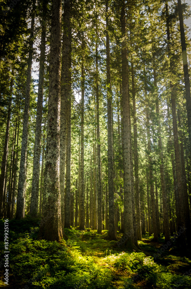 Fototapeta premium Slovénie