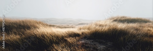 Field of tall grass with a few patches of dirt