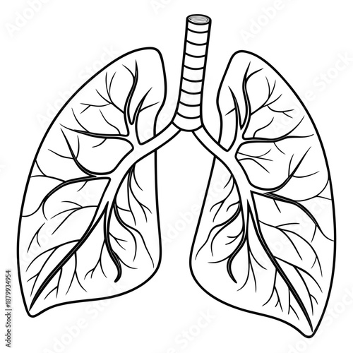 Clean Medical Human Lungs Graphic Minimalist Vector Illustration