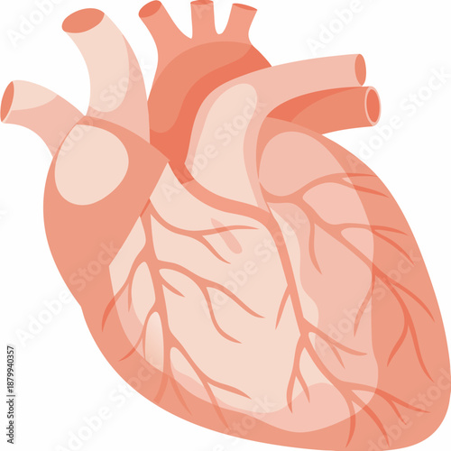 An anatomical illustration depicting a healthy human heart with visible vessels