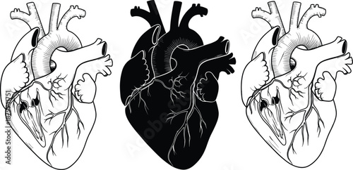 Anatomical Heart Illustration Medical Human Organ Biology Anatomy Vintage Sketch Silhouette Diagram Tattoo Art Black White Science Healthcare Education Design