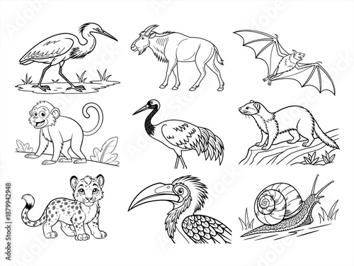 coloring page line art the animal bird and flower black vector bundle