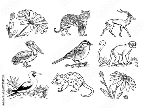 coloring page line art the animal bird and flower black vector bundle