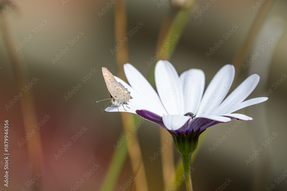 Fototapeta premium random photography