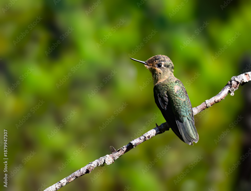 Fototapeta premium Female Green-backed Firecrown Hummingbird Perched on a Forest Branch