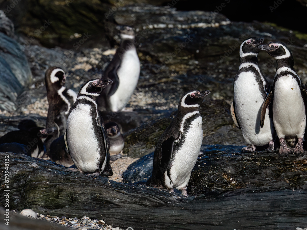 Fototapeta premium Colony of Magellanic Penguins Standing on Rocky Coastline Shoreline