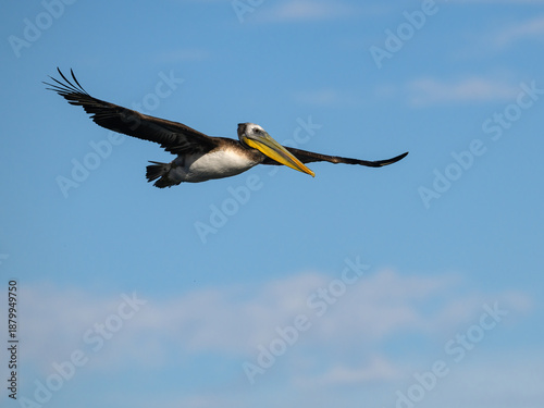 Peruvian Pelican Flying Through Clear Blue Summer Sky