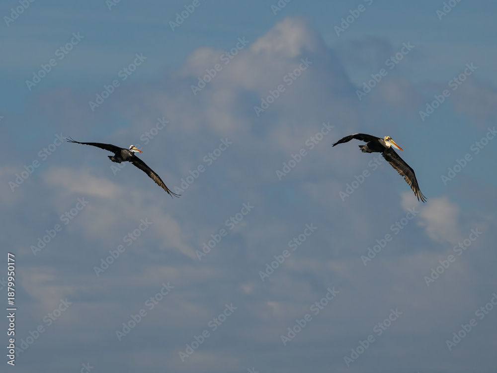 Fototapeta premium Pair of Peruvian Pelicans Soaring Through Cloudy Sky
