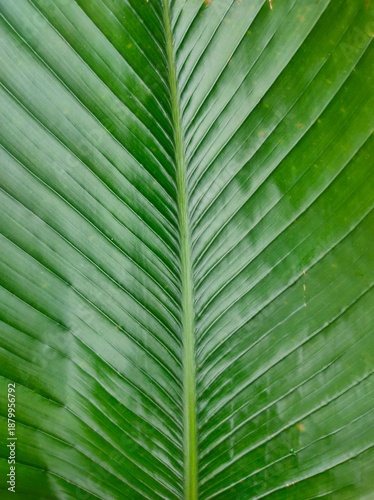 The glossy leaves of Thaumatococcus daniellii with a central vein and symmetrical pattern