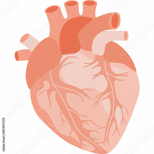 anatomy of a human heart with veins and arteries