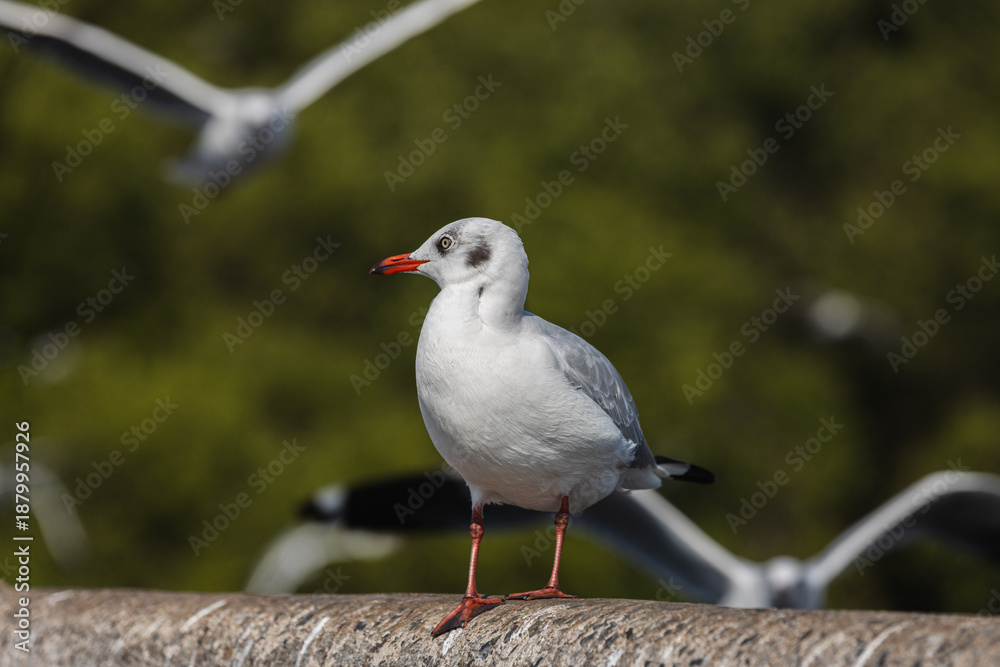 Obraz premium Side profile white seagull perched on curved concrete structure. Background soft bokeh green mangrove forest with flying birds.
