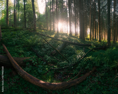 morning in the old forest (Stožecká skála - Šumava - Czechia)