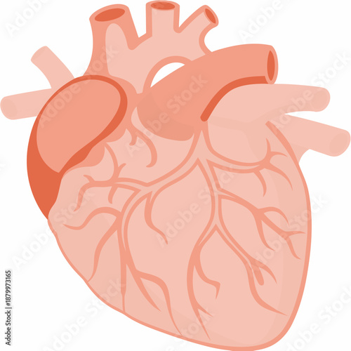 Anatomical illustration of a human heart showing major vessels and chambers