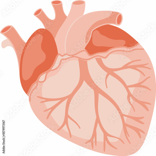 Anatomical illustration of a human heart with major vessels and chambers