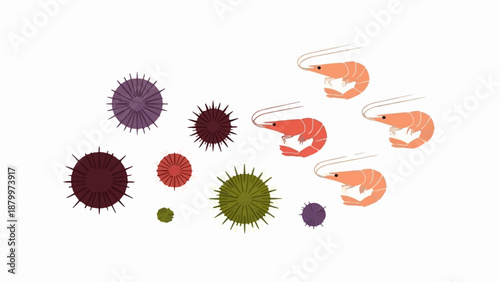 Collection of colorful sea urchins and pink shrimp on a white background