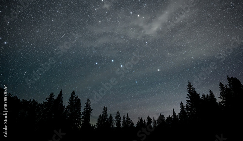 Obraz na plátně Northern forest of evergreen trees silhouetted against a star filled sky including the big dipper