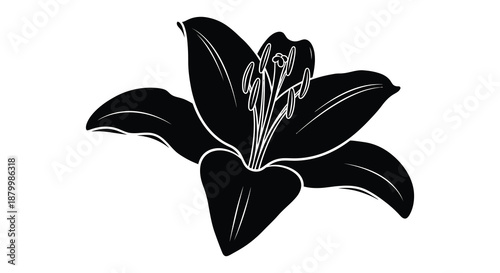A striking image portraying a single elegant lily flower in a bold black presentation captured as a silhouette high quality professional