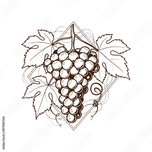 Fotografie Bunch of grapes with leaves and vines