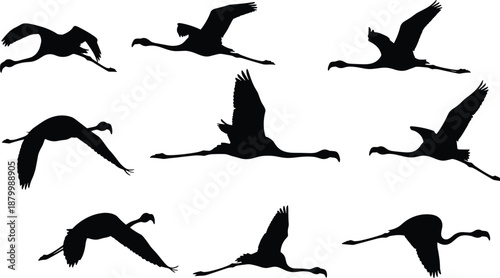 Silhouette illustration of large birds flying in various wing positions showing dynamic motion and graceful flight anatomy