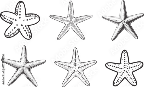 Sea Star and Starfish Illustration Set in Hand Drawn Nautical Style, Marine Ocean Star Collection Artwork for Beach, Coastal and Sea Life Designs