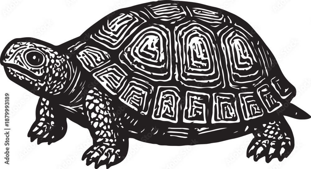 Fototapeta premium turtle vector illustration
