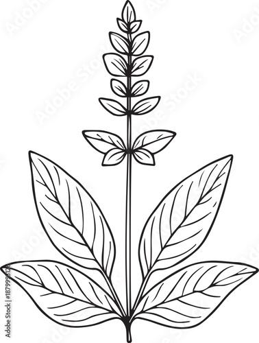 Cute kids coloring pages, easy Rosemary flower, Rosemary flower vector art, simple flower drawing, unique flowers coloring page, pretty flower coloring pages