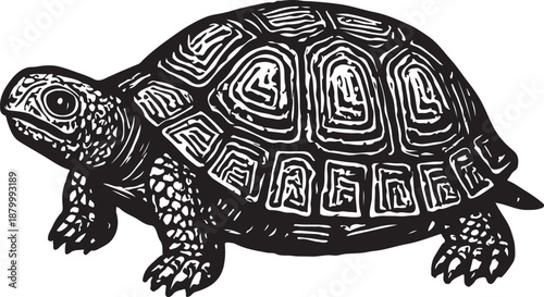 turtle vector illustration