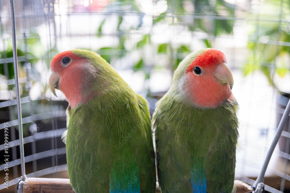 Obraz premium two parrots in the cage