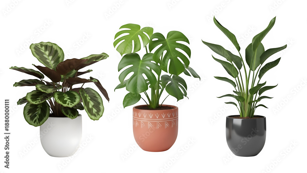 Obraz premium Collection of three vibrant tropical houseplants in modern ceramic pots, isolated on white or transparent background. PNG